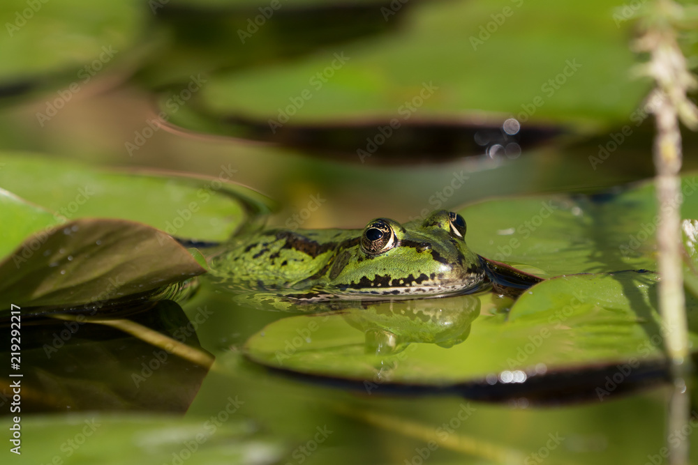 Green frog resting in water lily leaves with head and part of the body visible Green frog resting in water lily leaves with head and part of the body visible