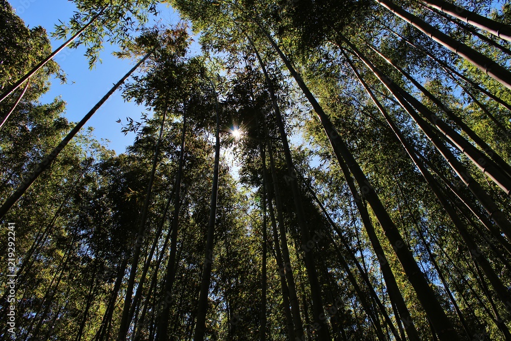 Fototapeta premium Forest of trees sunshine and sky