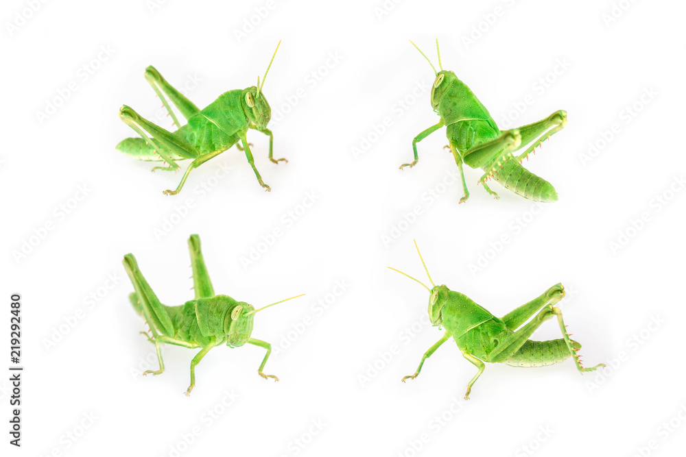 Set of baby green grasshopper isolated on white background Set of baby green grasshopper isolated on white background