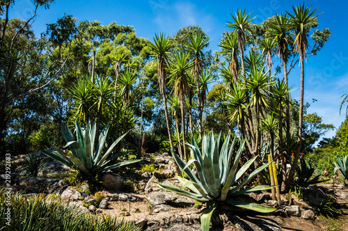 Jardin Exotique de Roscoff