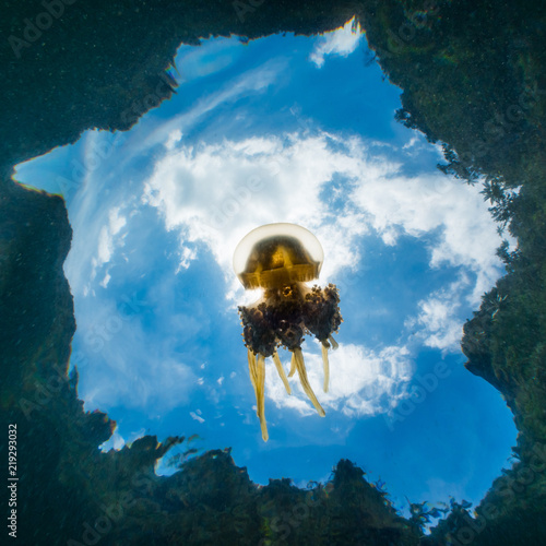 Martigias Papua Jellyfish, Jellyfish lake, Misool, Indonesia photo