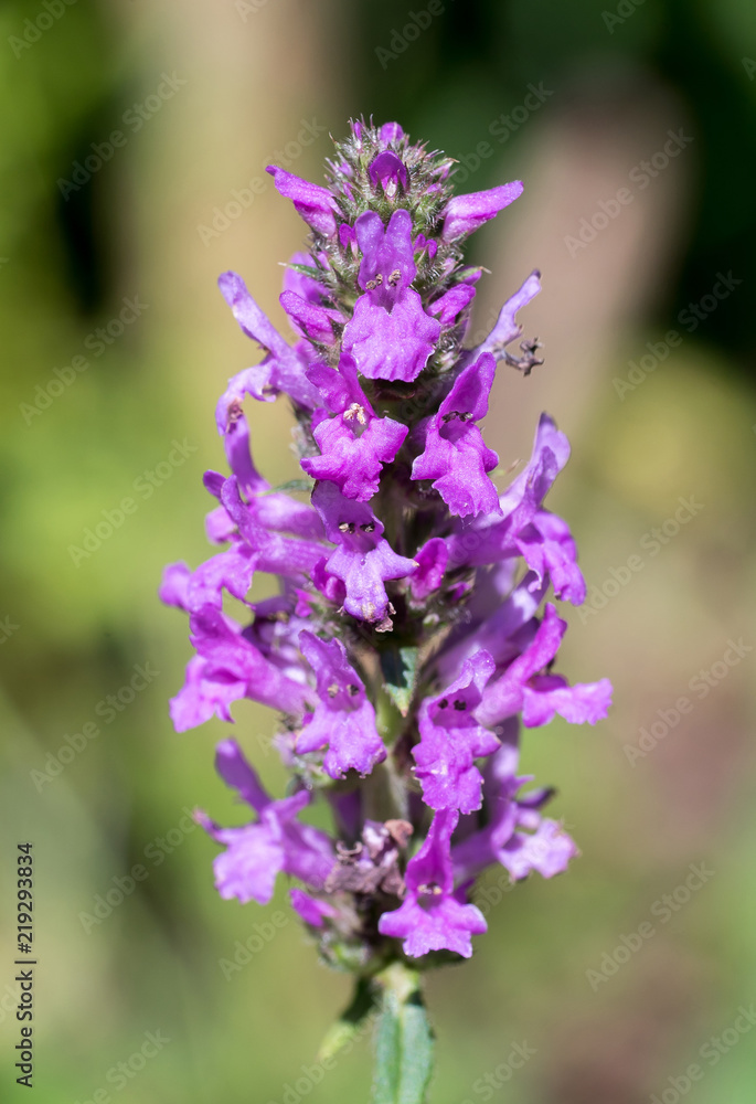 Obraz premium Closeup of Betony flowers (Stachys officinalis / Betonica officinalis)