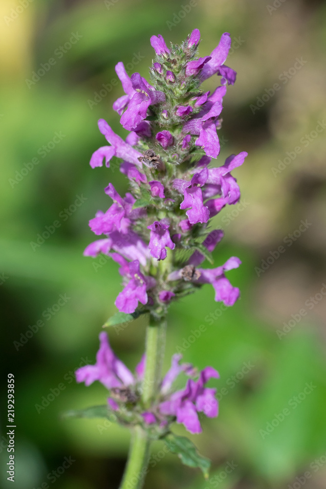 Closeup of Betony flowers (Stachys officinalis / Betonica officinalis) Closeup of Betony flowers (Stachys officinalis / Betonica officinalis)