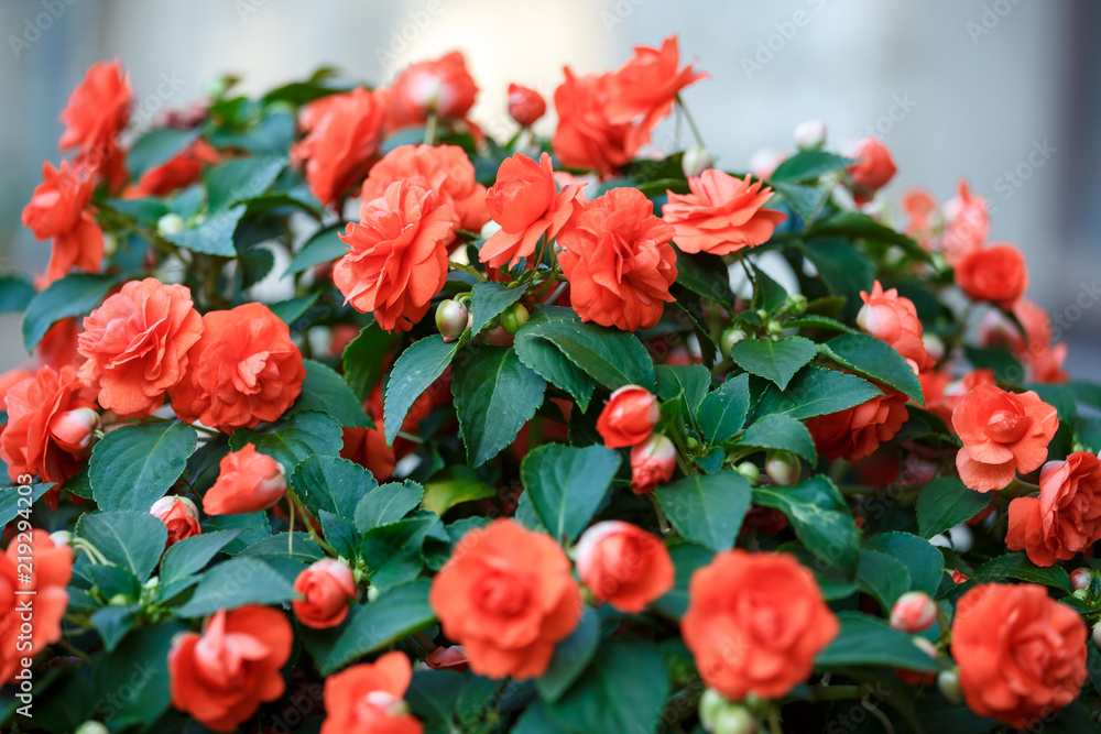 Outdoor red begonia flower in the pot Outdoor red begonia flower in the pot