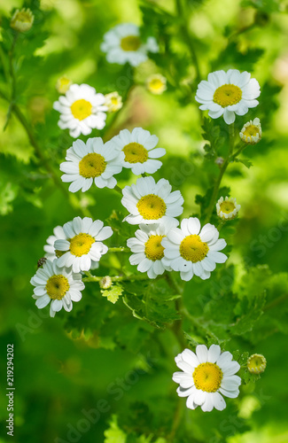 Closeup of Feverfew flowers (Tanacetum parthenium) from above photo