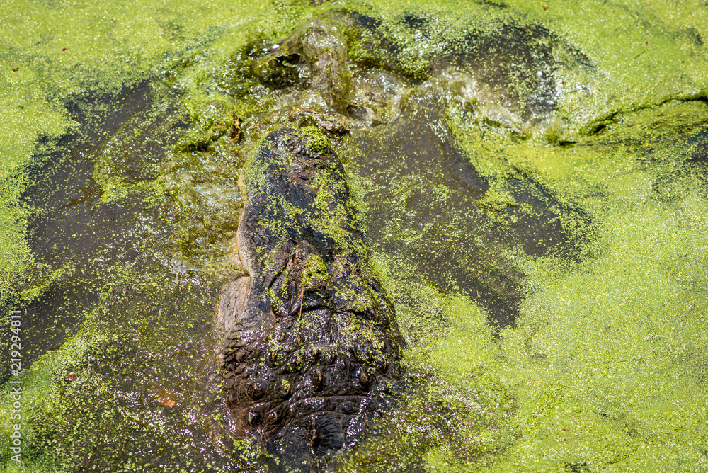 Alligator Swimming in Swamp 