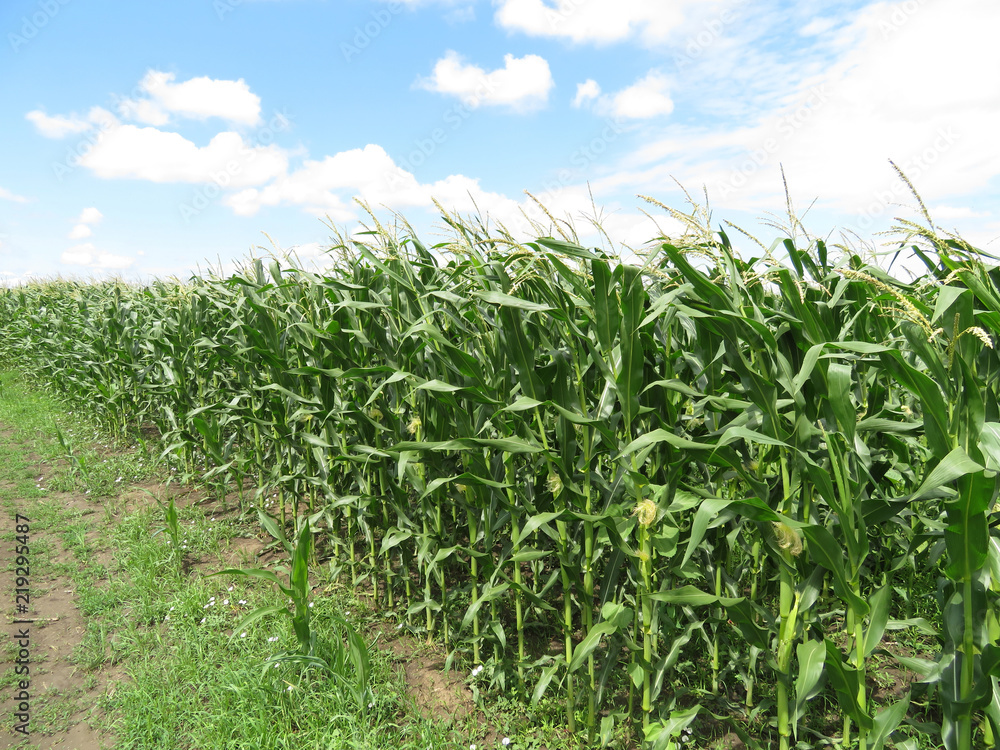 Green corn field and blue sky with white clouds. Agricultural landscape Green corn field and blue sky with white clouds. Agricultural landscape