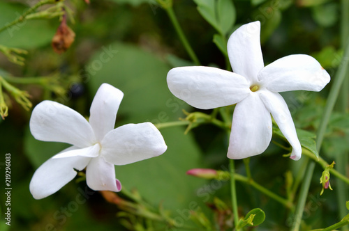 Close-up of Two Beautiful Jasmine Flowers, Nature, Macro © Simoncountry
