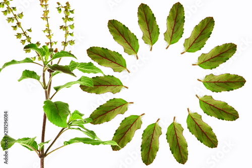 Medicinal tulsi or holy basil indian herb for hindu religion or health concept