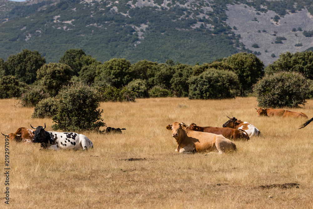 Obraz premium Cows in the fields of Salamanca, Spain