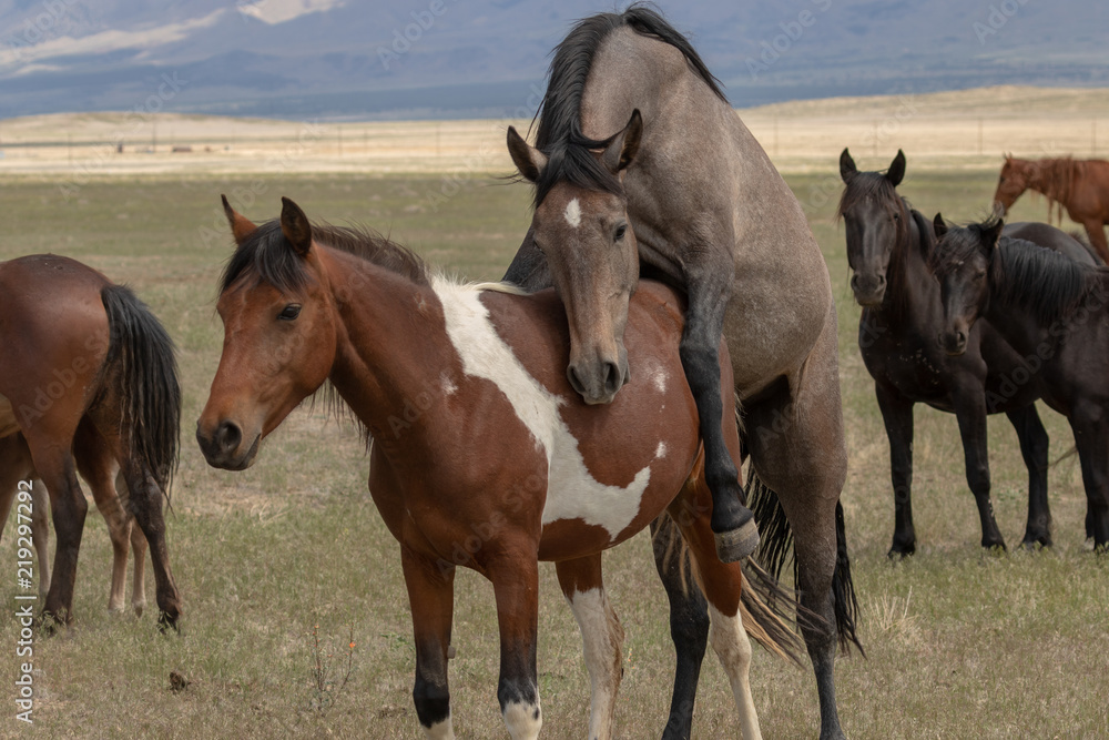 Wild Horses Mating in the Utah Desert