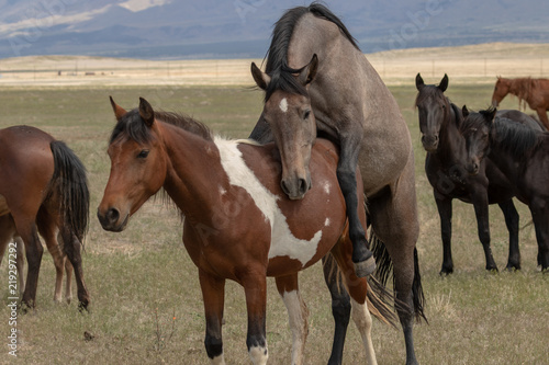Wild Horses Mating in the Utah Desert © natureguy