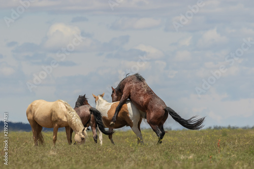 Wild Horses Mating in the Utah Desert