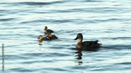 Duck with ducklings swimming on the lake