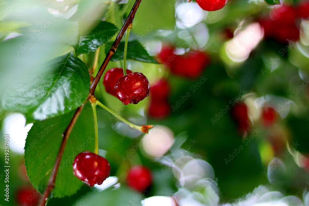 Ripe cherries branch with raindrops. Red berry fruit tree after rain, summer time garden background. Selective focus. Ripe cherries branch with raindrops. Red berry fruit tree after rain, summer time garden background. Selective focus.