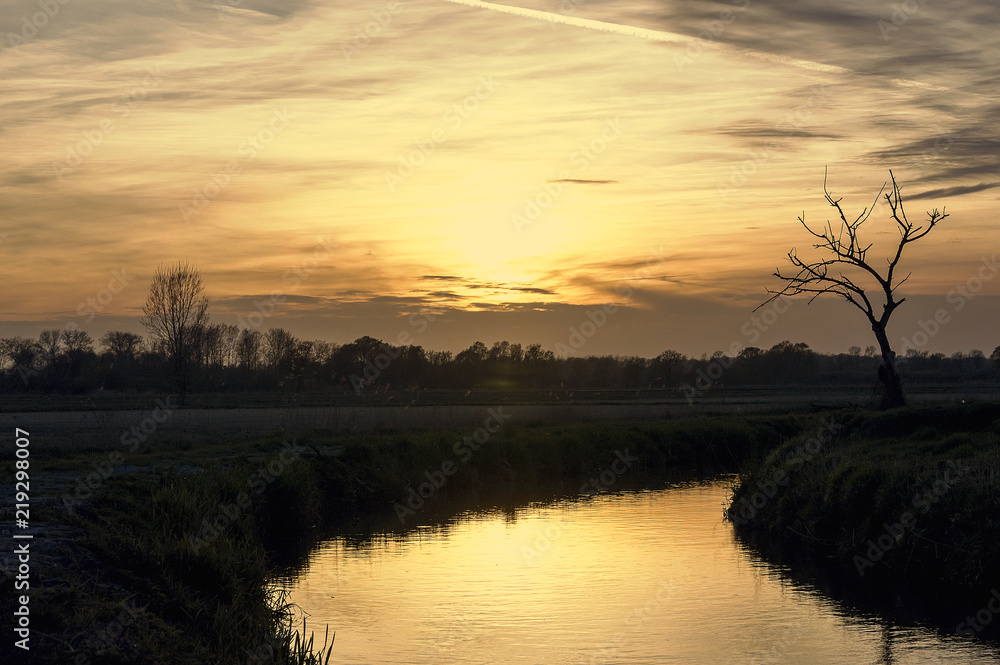 Obraz premium Solitary tree close to a little river in a natural park during winter before sunset