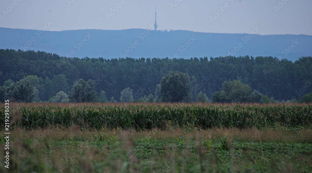 empty field with corn field, forest and hills in distance