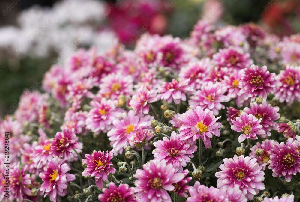 Beautiful chrysanthemum flowers are favorites of September. Concept: blossom season of autumn flowers. 