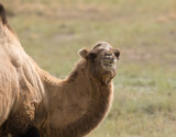 Two-humped Camel, Bactrian in nature, Kazakhstan