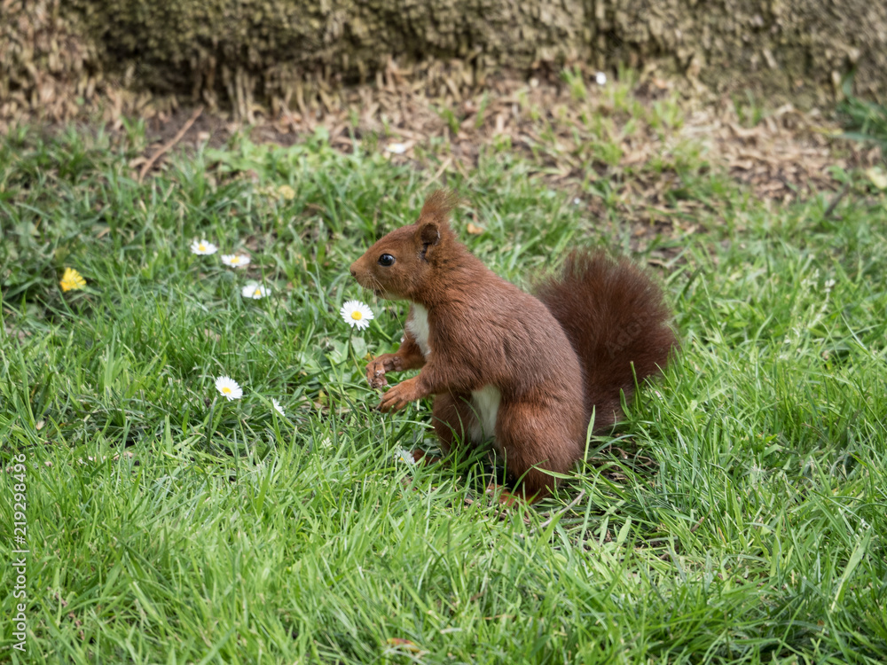 Squirrel in the park Squirrel in the park