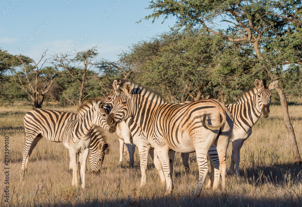 Obraz premium Burchell's Zebra Family Group
