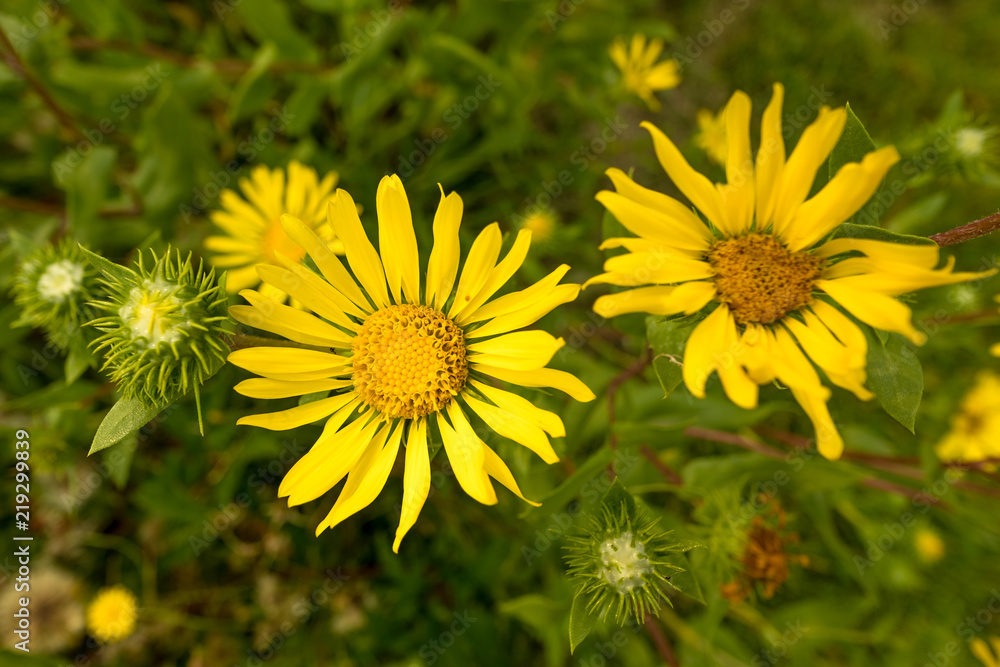 Sunny yellow marguerite in close-up Sunny yellow marguerite in close-up