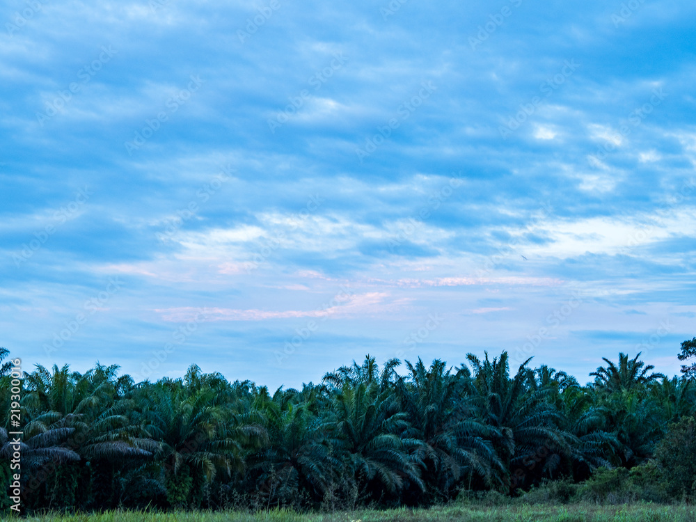 twilight over the palm farm twilight over the palm farm
