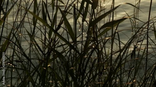 reeds on the shores of the lake