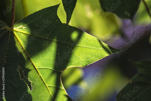 Hoja verde de Arce