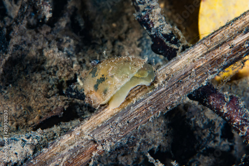 Freshwater Snail Garrotxa Spain Catalunya