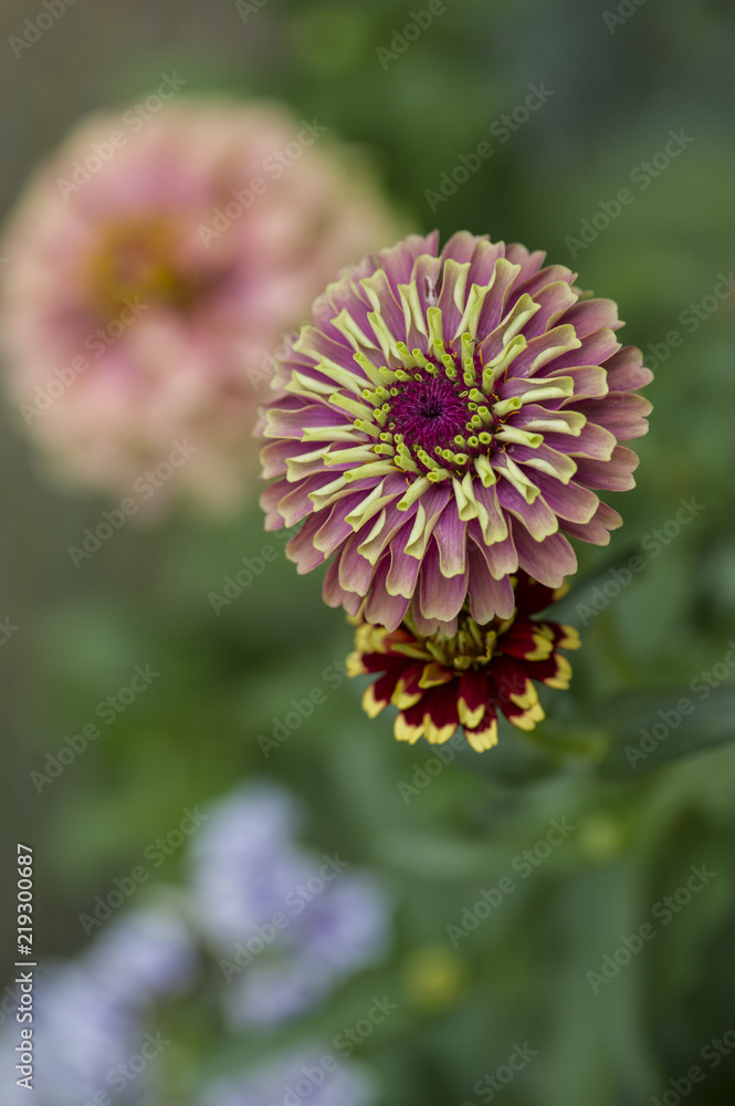 Fototapeta premium Zinnia