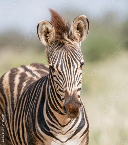 Burchell s Zebra Foal