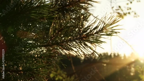Pine leaves in sunshine at dawn
