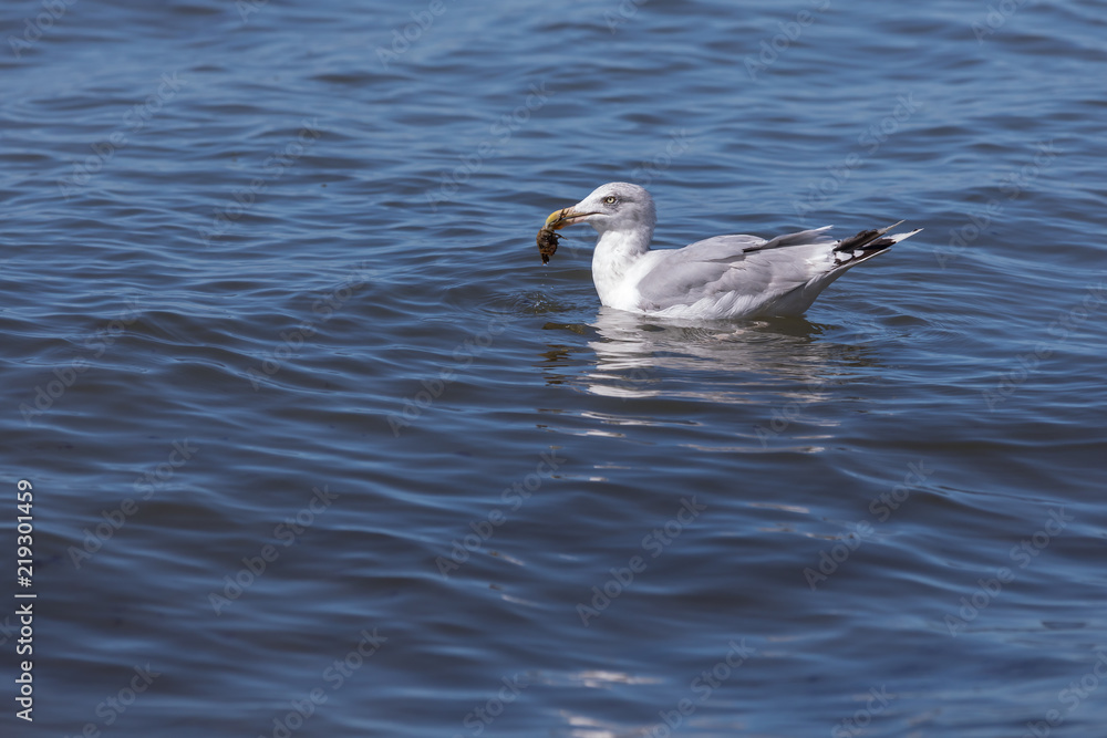 Seagull with crab in its beak (baltic sea, germany)
