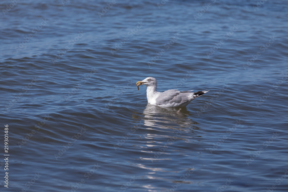 Seagull with crab in its beak (baltic sea, germany) Seagull with crab in its beak (baltic sea, germany)