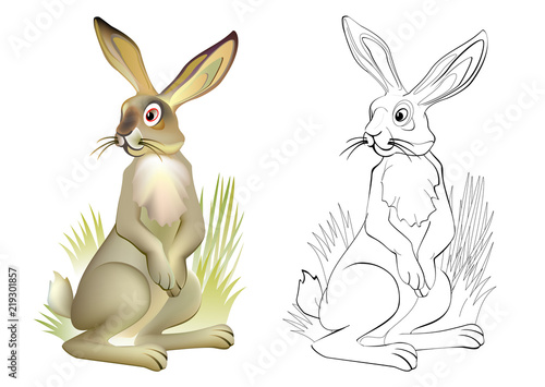 Colorful and black and white pattern for coloring. Drawing of cute hare. Worksheet for children and adults. Vector image.