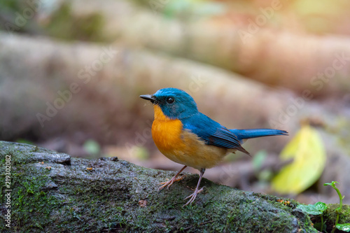 Bird in blue and orange color in nature,side view..Colorful mature flycatcher male bird in full plumage perching on log beside a pond in deep rainforest of Thailand.