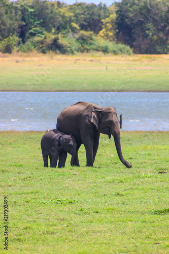 Indian Elephant Sri Lanka