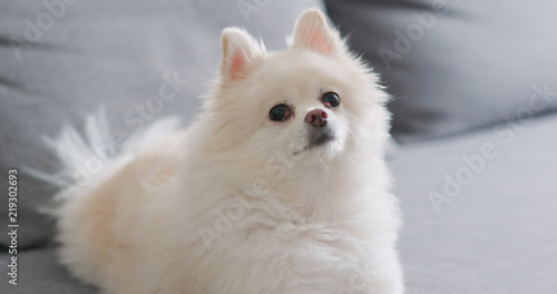 White pomeranian dog lying on sofa at home