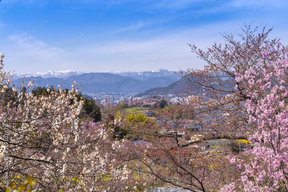 Cherry-blossom trees (Sakura) and many kinds of flowers in Hanamiyama park and Fukushima cityscape, in Fukushima, Tohoku area, Japan. The park is very famous Sakura view spot
