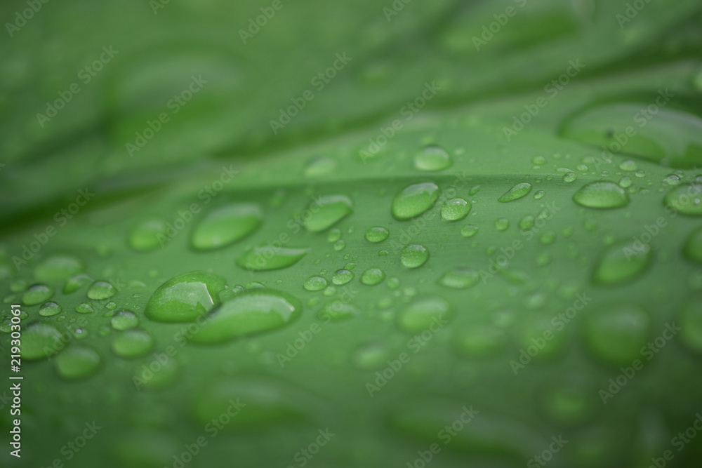 Rain drop onto natural leaf during rainy season. Rain drop onto natural leaf during rainy season.