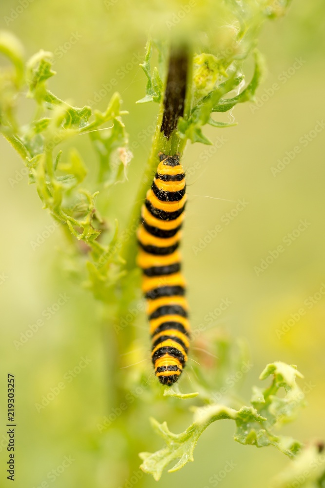 Jakobskrautbär, Blutbär, Karminbär (Tyria jacobaeae), Raupe frisst auf Jakobs-Greiskraut, Jakobs-Kreuzkraut, Jakobskraut (Senecio jacobaea), White Cliffs of Dover, England, Großbritannien, Europa Jakobskrautbär, Blutbär, Karminbär (Tyria jacobaeae), Raupe frisst auf Jakobs-Greiskraut, Jakobs-Kreuzkraut, Jakobskraut (Senecio jacobaea), White Cliffs of Dover, England, Großbritannien, Europa