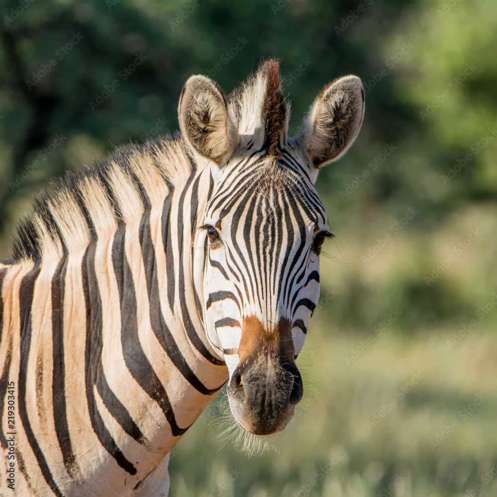 Naklejka premium Burchell's Zebra Portrait