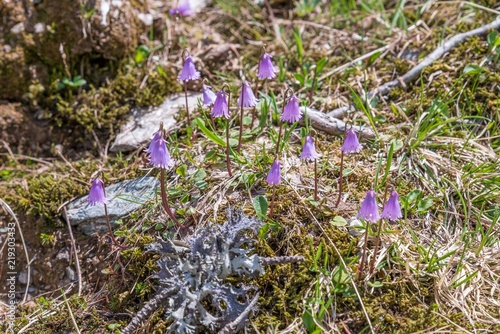 Blumenwiese im Naturpark Riedingtal Zederhaus, Österreich photo