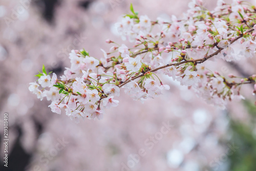 Cherry blossom, Sakura flower close up in spring season at Yokohama, Japan