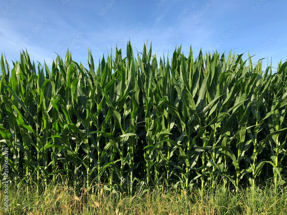 Fototapeta premium View of a corn field growing up
