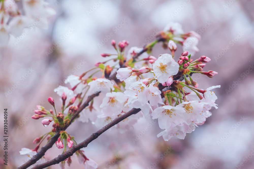 Cherry blossom, Sakura flower close up in spring season at Yokohama, Japan Cherry blossom, Sakura flower close up in spring season at Yokohama, Japan