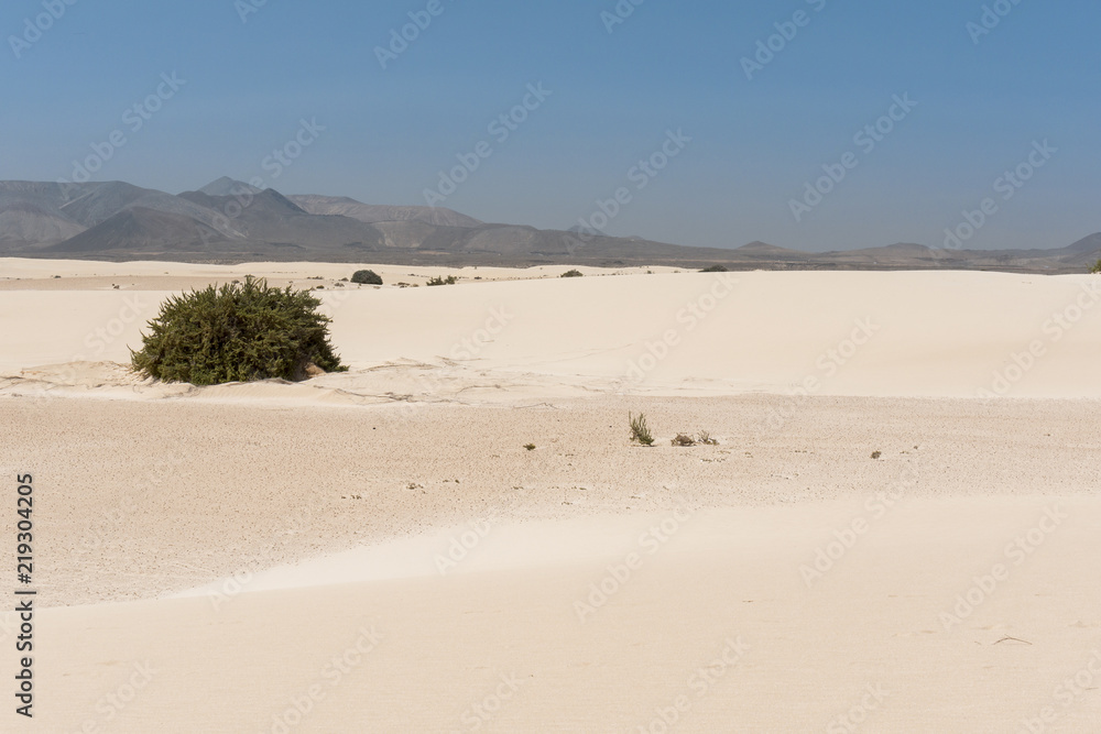 Vegetation on sandy plain on Canary islands Vegetation on sandy plain on Canary islands