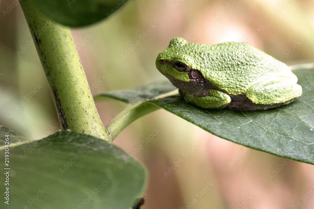 Cope’s Gray Treefrog (Hyla chrysoscelis) in Guthrie Center, Iowa's Riverside Park Cope’s Gray Treefrog (Hyla chrysoscelis) in Guthrie Center, Iowa's Riverside Park
