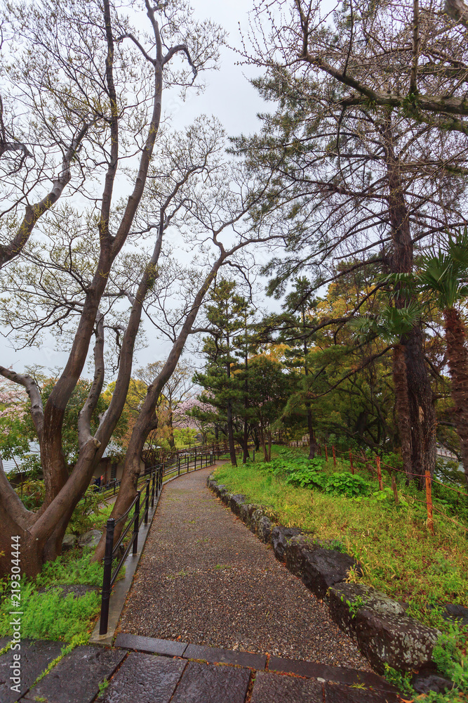 Spring season with sakura cherry blossom during raining in Sumpu castle with high building bacground at Shizuoka prefecture, Japan Spring season with sakura cherry blossom during raining in Sumpu castle with high building bacground at Shizuoka prefecture, Japan
